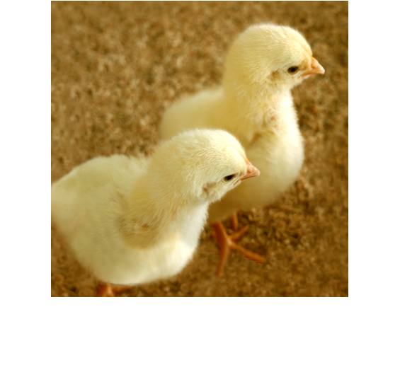 株式会社sjチキンファーム 和歌山の自然の中で育ったみかんどりをご提供いたします